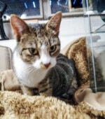 2019-05-07 Katze Svg+xml,%3Csvg%20xmlns%3D%22http%3A%2F%2Fwww.w3